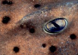Horn Shark Eye, taken on night dive in California Channel... by Andrew Dawson 
